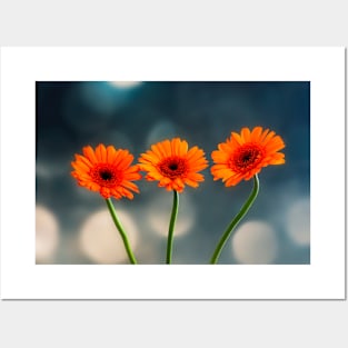 Three Orange Gerberas Posters and Art